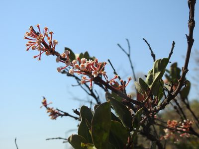 Acokanthera oppositifolia, photographed by Matthew Fainman