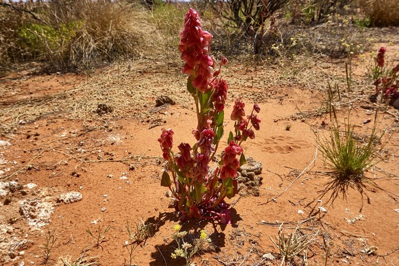 Rumex vesicarius, photographed by Brendan Costello