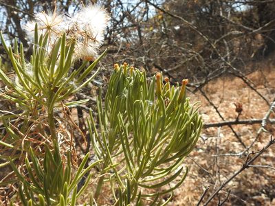 Senecio barbertonicus, photographed by Matthew Fainman