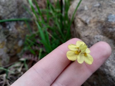 Moraea gawleri, photographed by De Waal Hugo