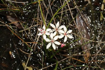 Burchardia multiflora, photographed by Em Lamond