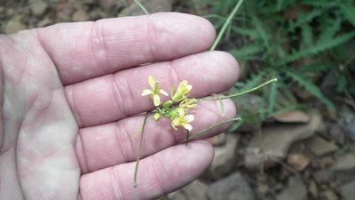 Sisymbrium capense, photographed by Shaun Swanepoel