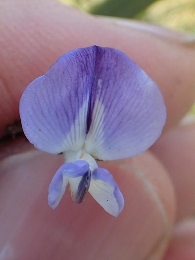 Psoralea rhizotoma, photographed by Peter Warren