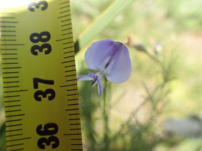 Psoralea rhizotoma, photographed by Peter Warren