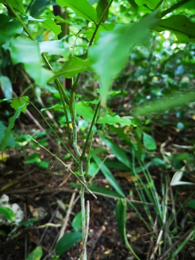 Andira inermis, photographed by Samuel Lee