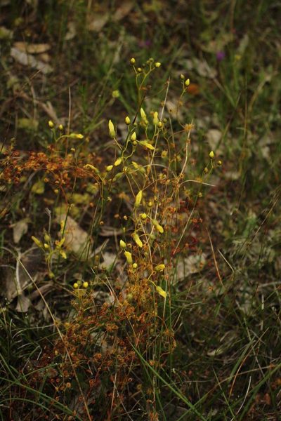 Drosera intricata, photographed by Em Lamond
