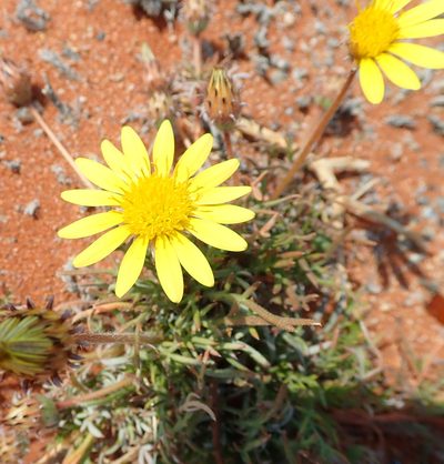 Hirpicium echinus, photographed by Peter Warren