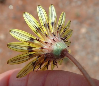 Hirpicium echinus, photographed by Peter Warren