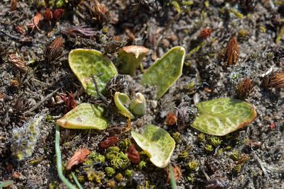 Pterostylis tristis, photographed by Christopher Stephens