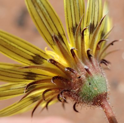 Hirpicium echinus, photographed by Peter Warren