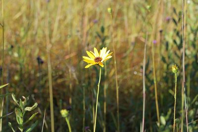 Helianthus heterophyllus, photographed by Lauren McLaurin