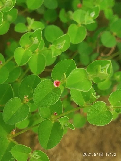 Indigofera cordifolia, photographed by S.MORE