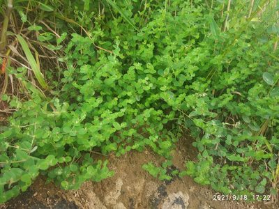 Indigofera cordifolia, photographed by S.MORE
