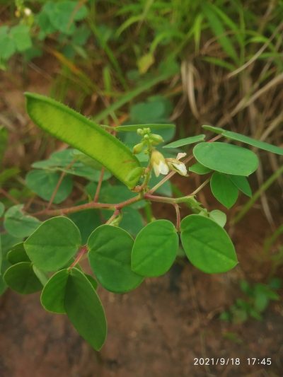 Chamaecrista absus, photographed by S.MORE