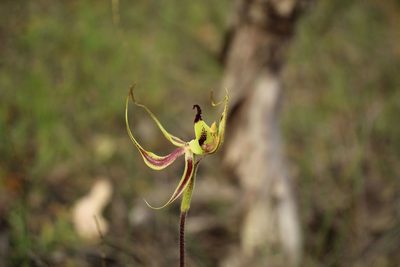 Caladenia integra, photographed by Em Lamond
