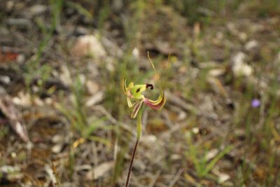 Caladenia integra, photographed by Em Lamond