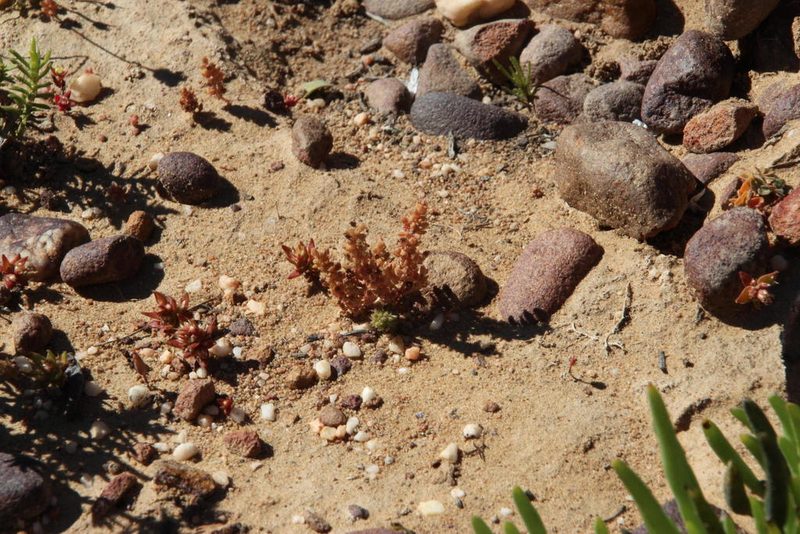 Crassula bergioides, photographed by Tony Rebelo