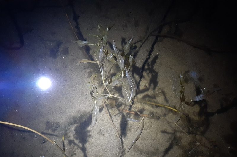 Potamogeton alpinus, photographed by Quinten Wiegersma