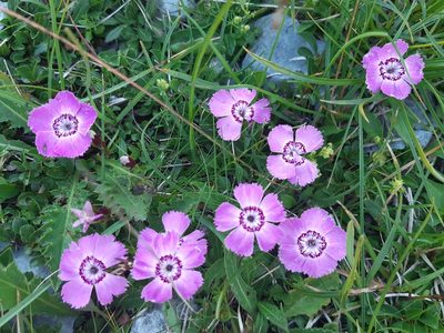 Dianthus alpinus, photographed by Petr Knotek