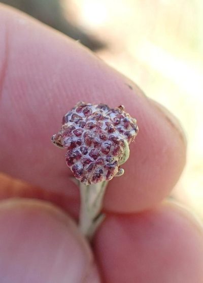 Helichrysum oligopappum, photographed by Peter Warren