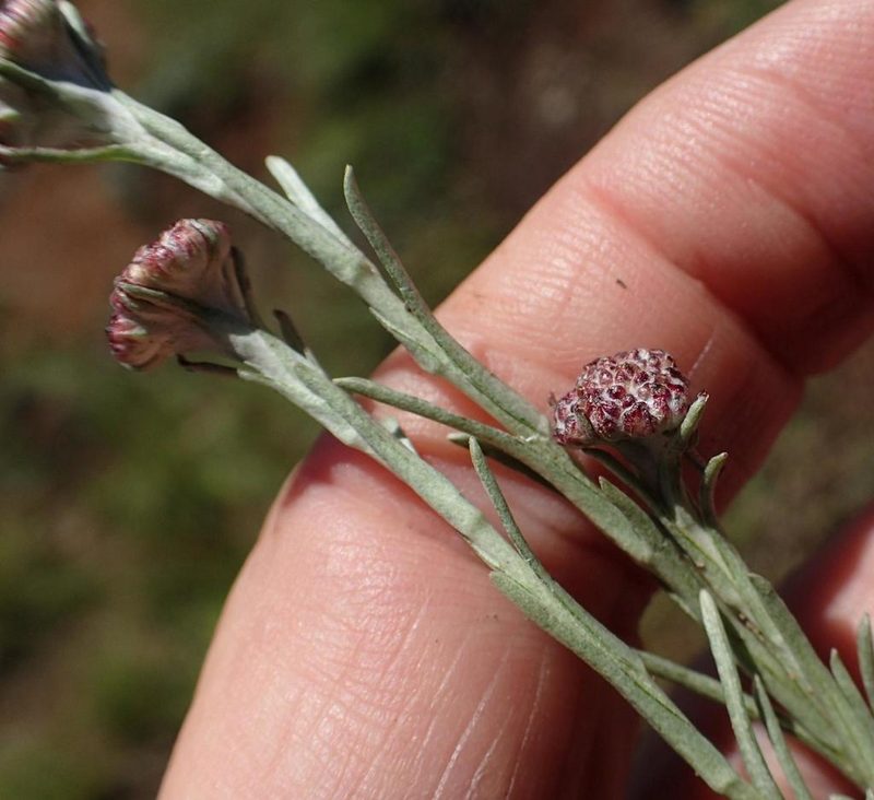 Helichrysum oligopappum, photographed by Peter Warren