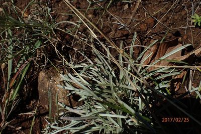 Helichrysum oligopappum, photographed by Peter Warren