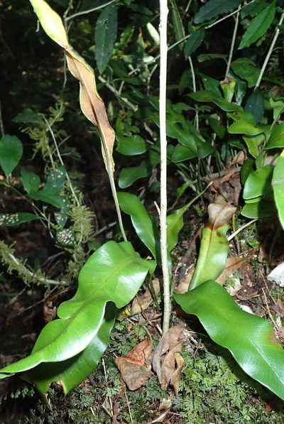Elaphoglossum angustatum, photographed by Nicola van Berkel