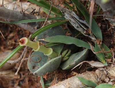 Crassula decidua, photographed by Tony Rebelo