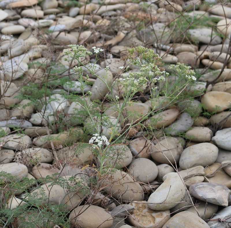 Astrodaucus littoralis, photographed by Юрий Данилевский (Yuriy Danilevsky)