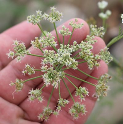 Astrodaucus littoralis, photographed by Юрий Данилевский (Yuriy Danilevsky)