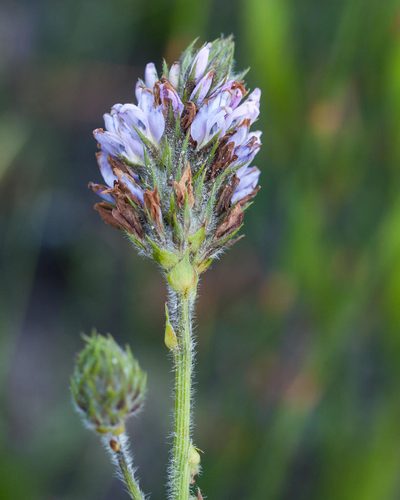 Psoralea zeyheri, photographed by magriet b