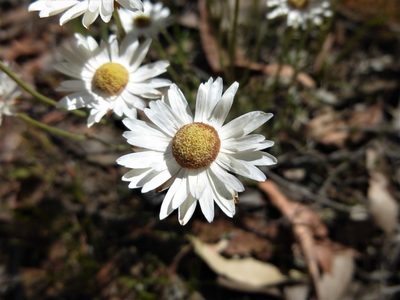 Argentipallium obtusifolium, photographed by Kiri Bee