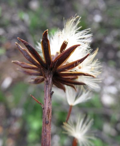 Senecio triqueter, photographed by Tony Rebelo