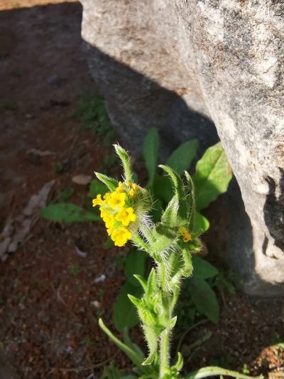 Amsinckia calycina, photographed by Aira Francisca Faúndez Fallau