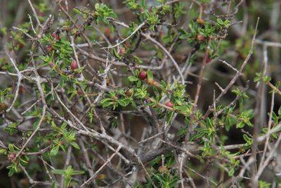 Nenax microphylla, photographed by Tony Rebelo