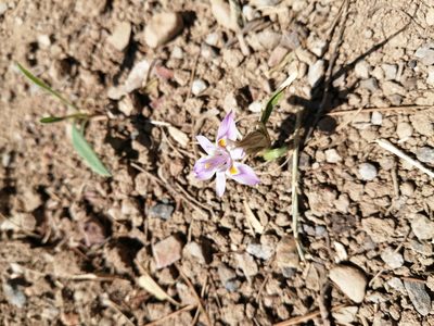 Moraea setifolia, photographed by Danie Palm