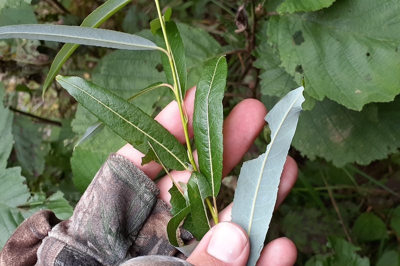 Salix petiolaris, photographed by Quinten Wiegersma