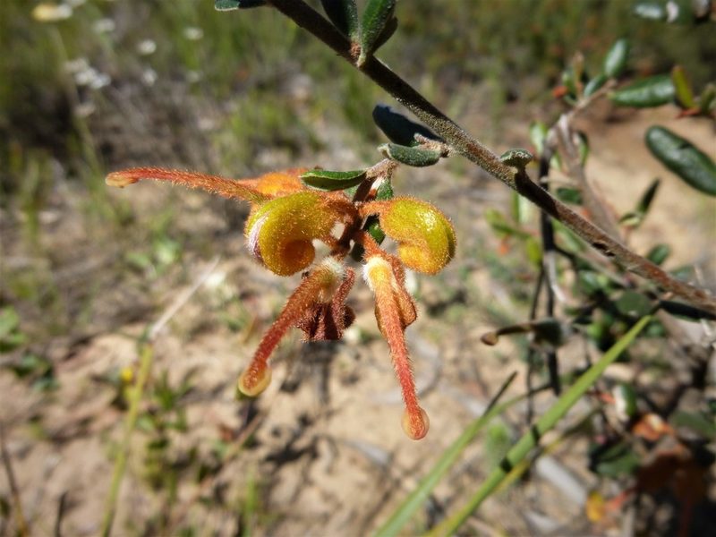 Grevillea chrysophaea, photographed by Kiri Bee