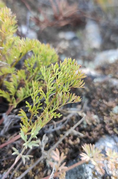 Pulsatilla tenuiloba, photographed by Юлия