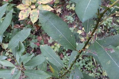 Salix discolor, photographed by Quinten Wiegersma