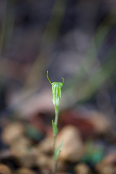 Pterostylis crispula, photographed by Ruth Clark