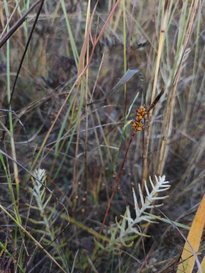 Carex korshinskyi, photographed by Юлия