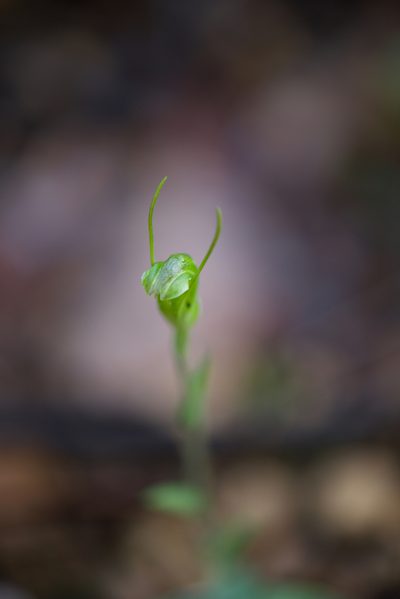Pterostylis crispula, photographed by Ruth Clark