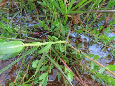 Laurembergia repens, photographed by linkie