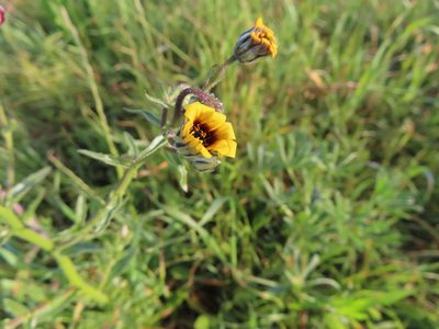 Osteospermum monstrosum, photographed by linkie