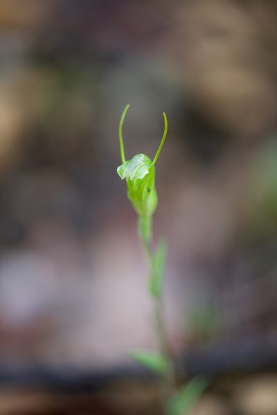 Pterostylis crispula, photographed by Ruth Clark