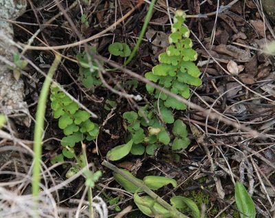 Asplenium cordatum, photographed by Tony Rebelo