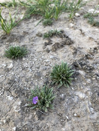 Nama stevensii, photographed by Cecelia Alexander