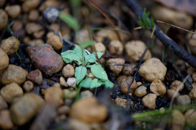 Pterostylis crispula, photographed by Ruth Clark