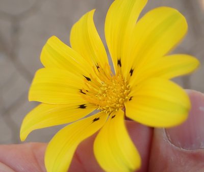 Gazania lichtensteinii, photographed by Peter Warren